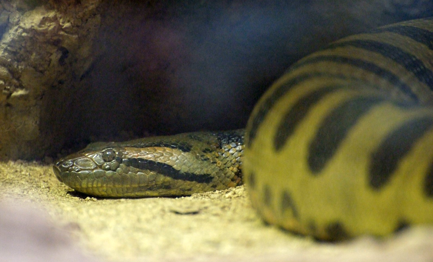 Green anaconda