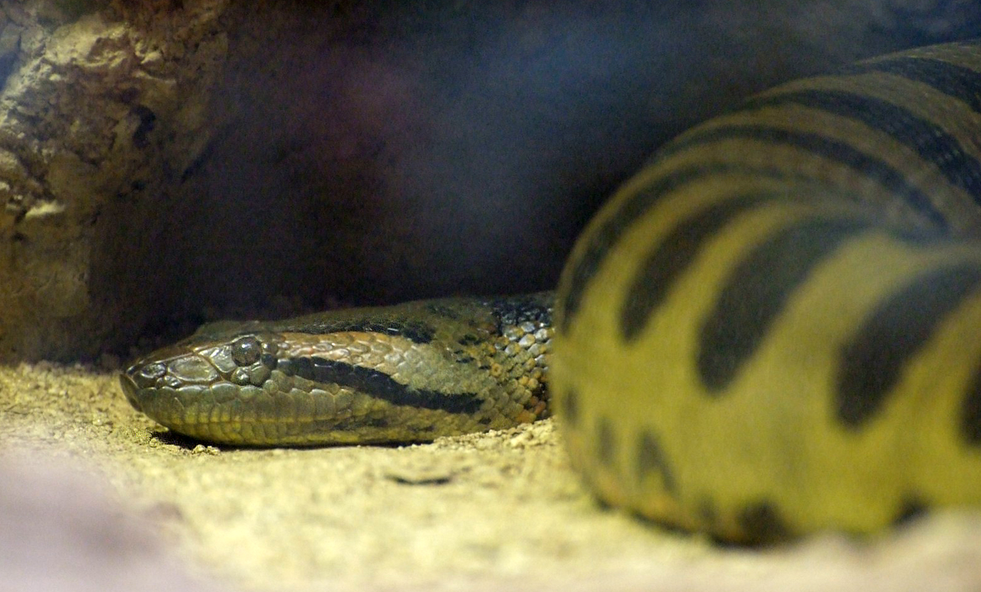Anaconda común