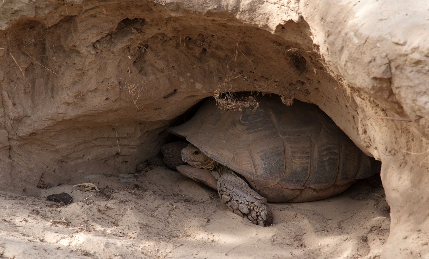 African spurred tortoise