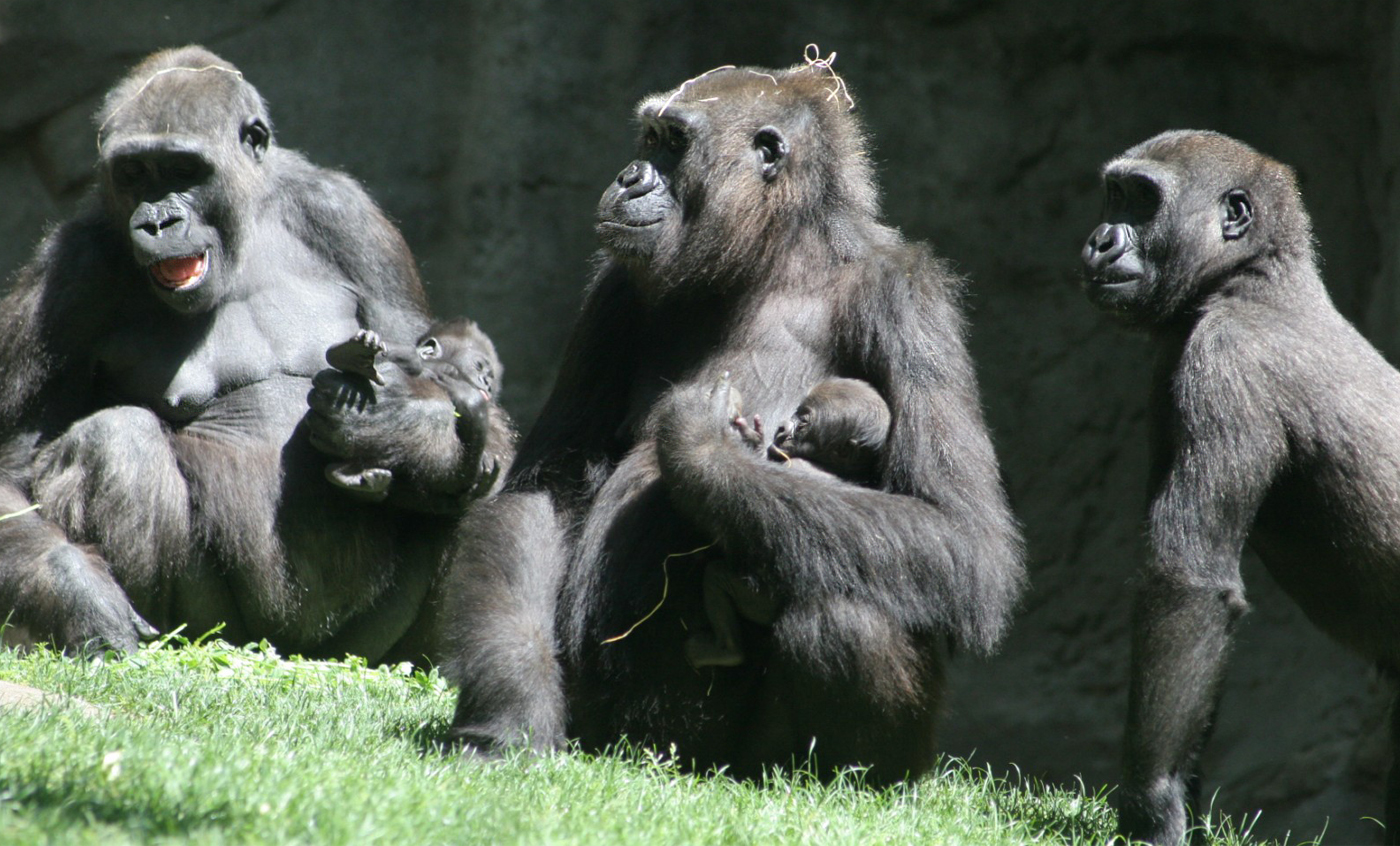 Western lowland gorilla - Zoo barcelona