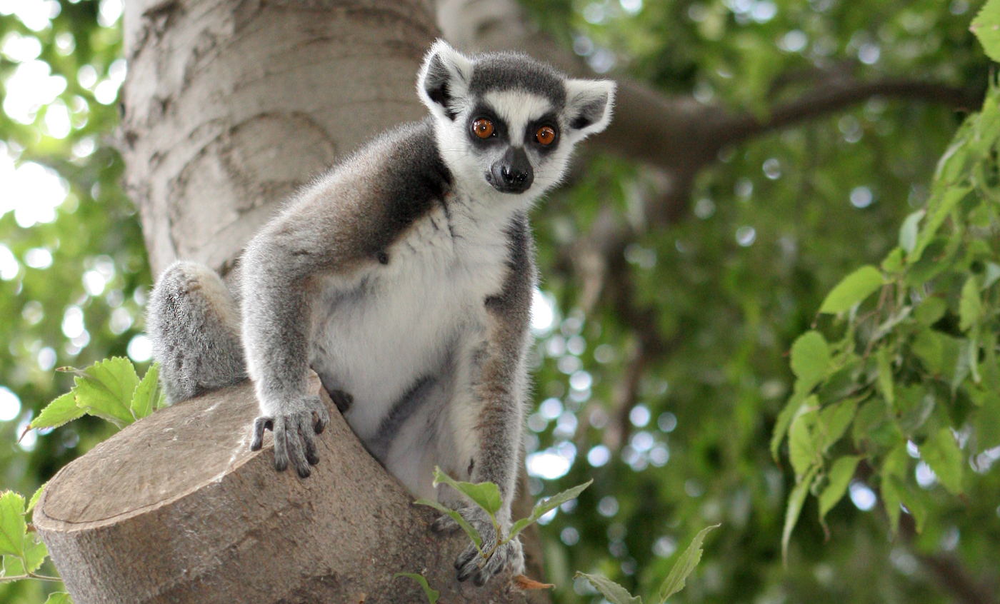 Ring-tailde lemur