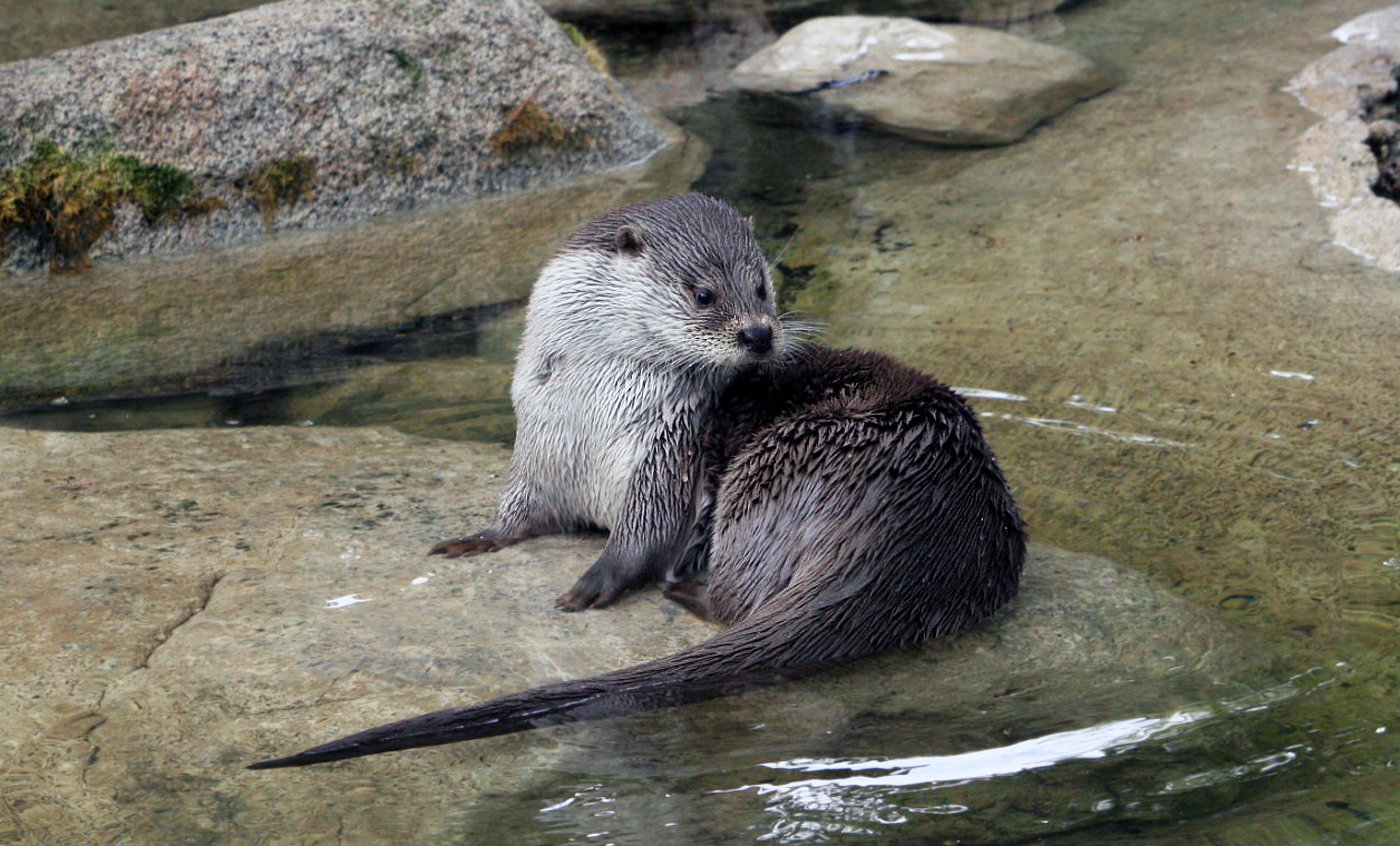 Eurasian otter