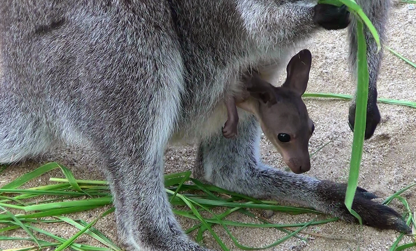 Red-necked wallaby