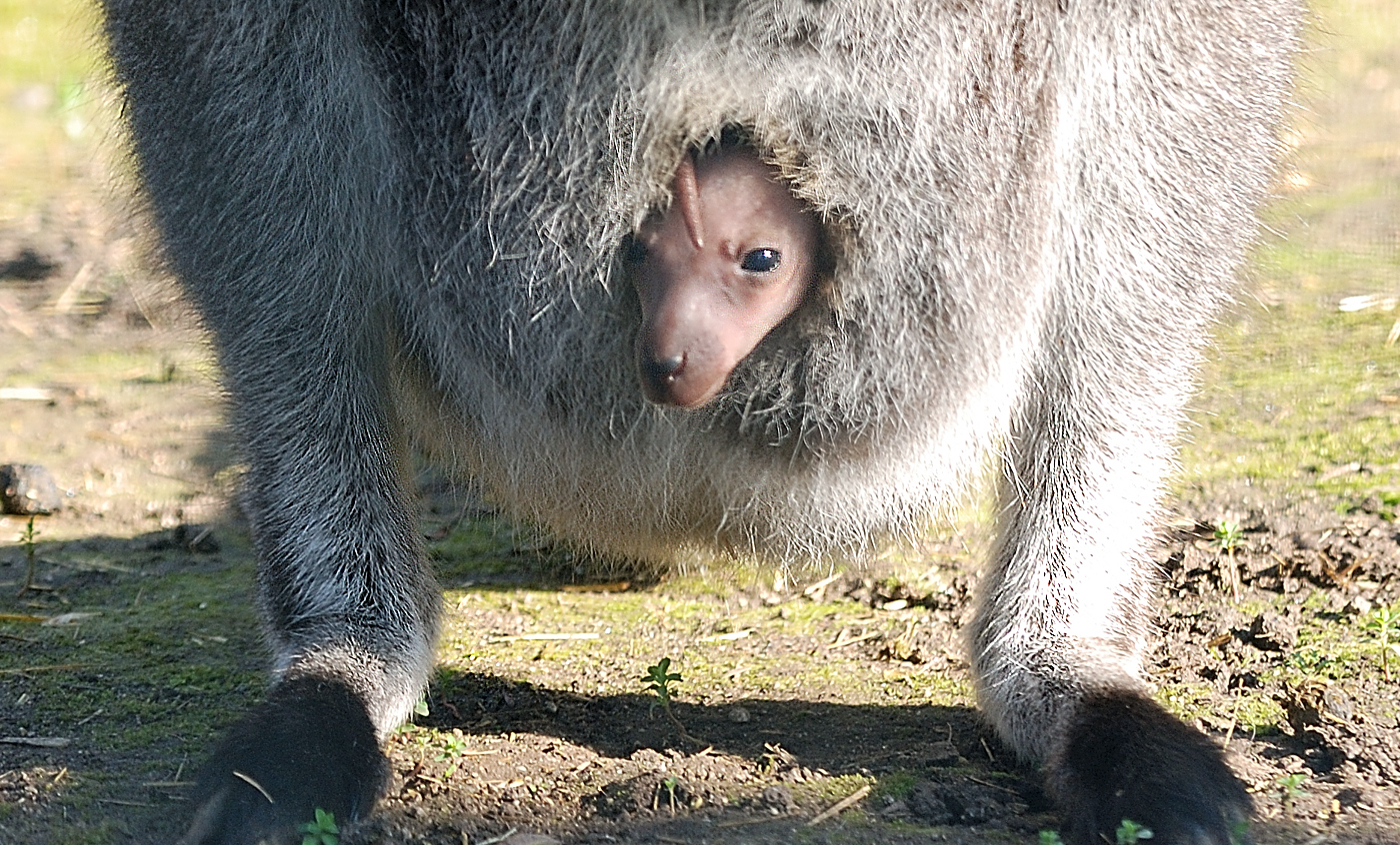 Red-necked wallaby