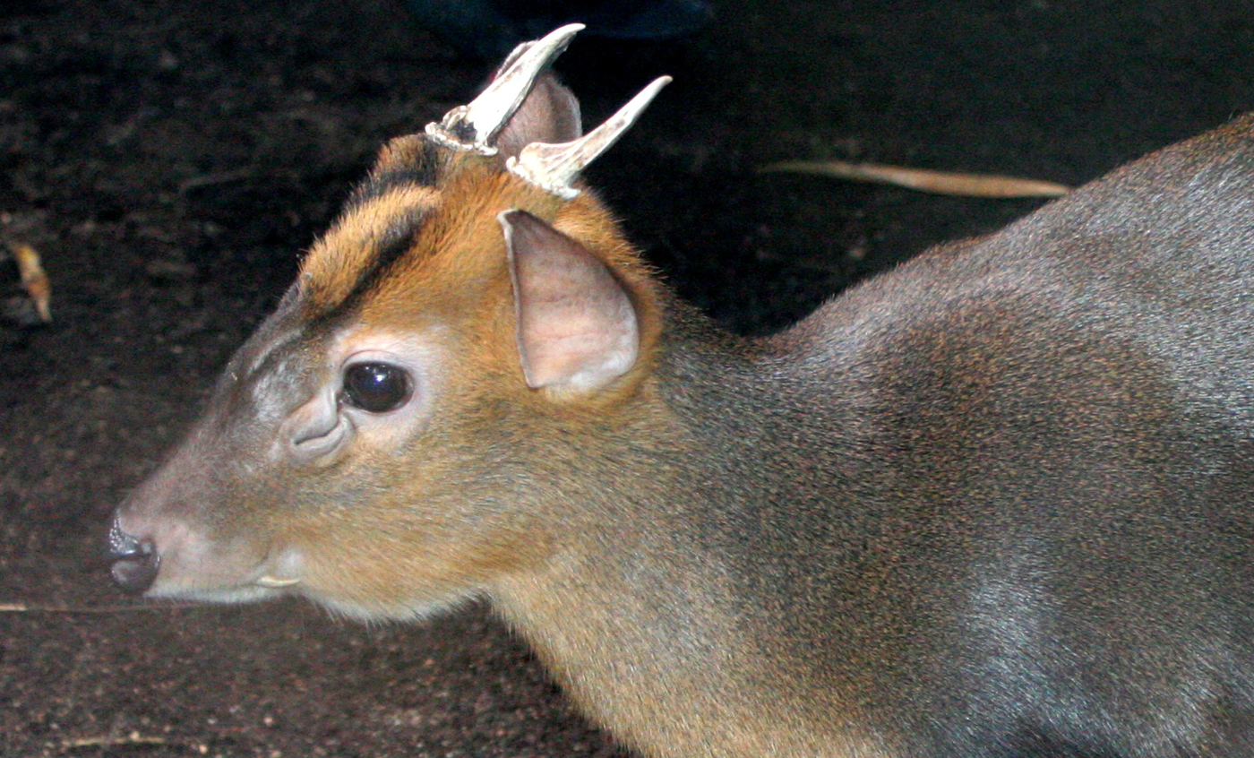 Muntjac común