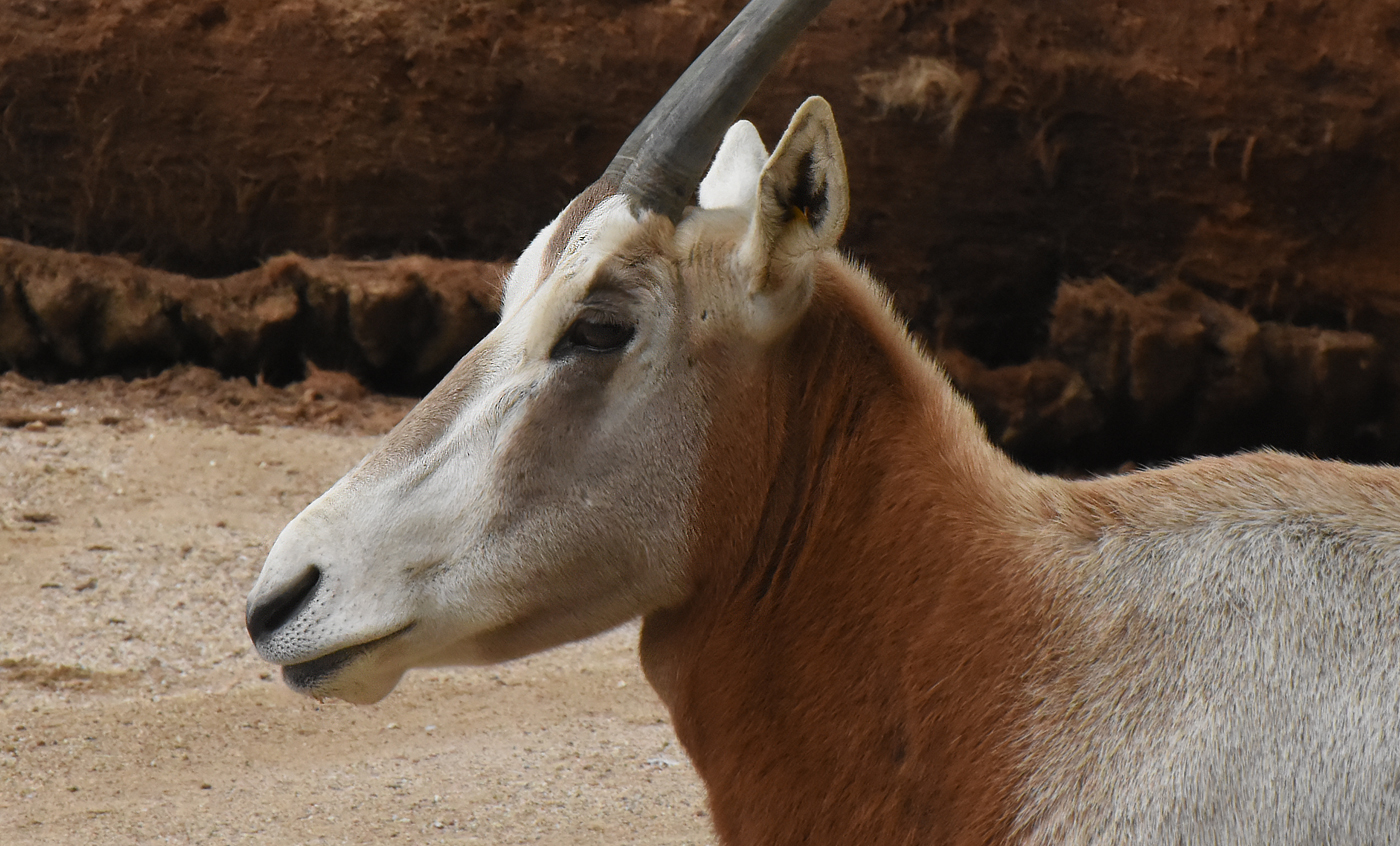 Scimitar oryx