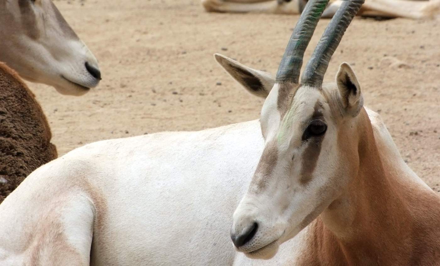 Scimitar oryx