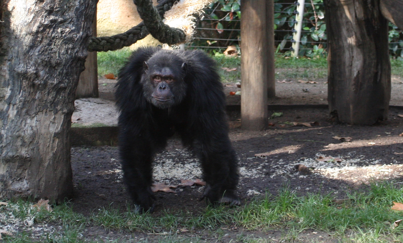 Chimpanzee - Zoo Barcelona