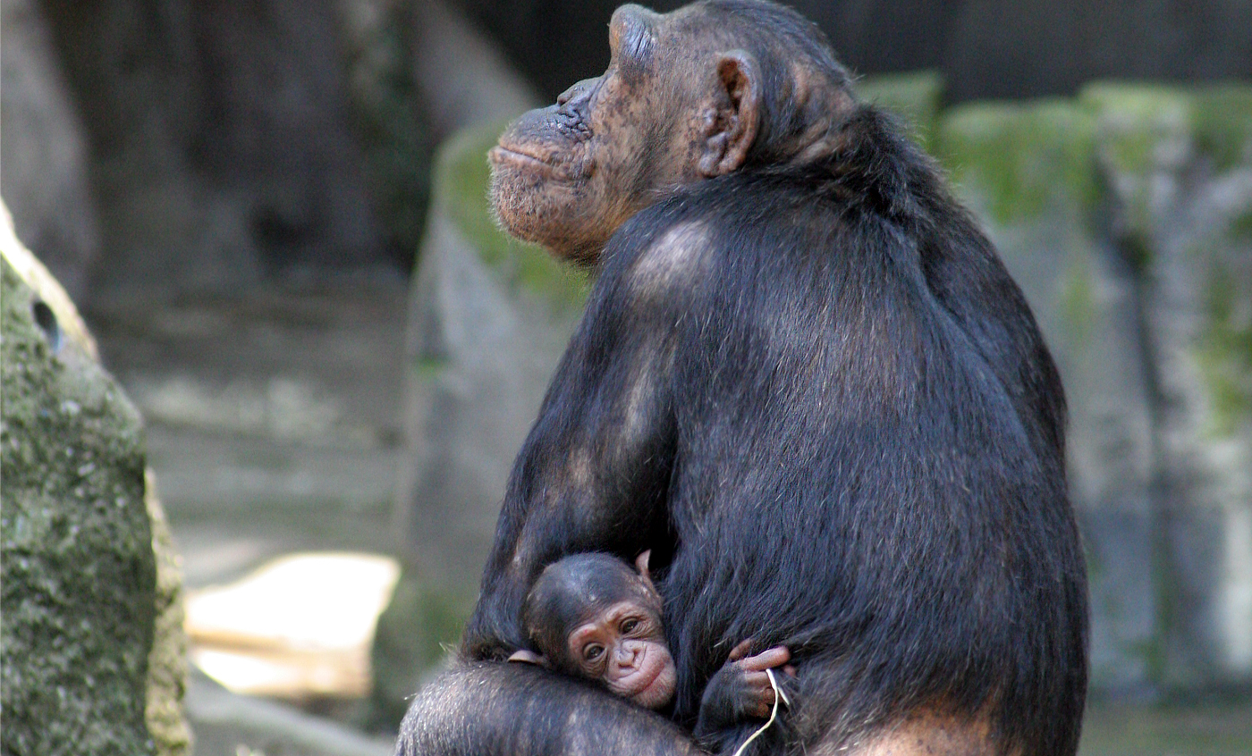 Chimpanzee - Zoo Barcelona