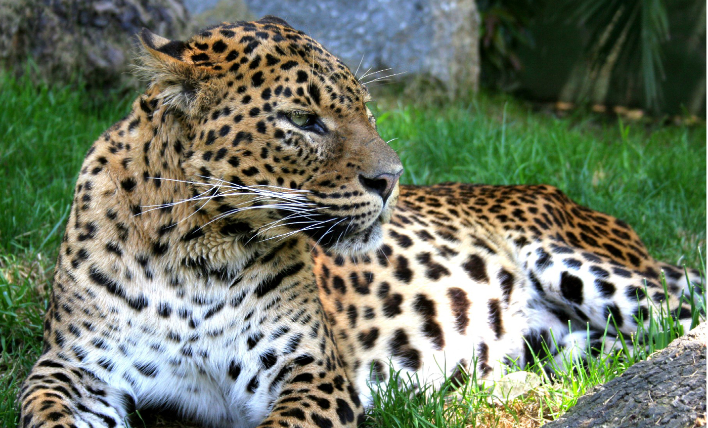 Lleopard de Sri Lanka