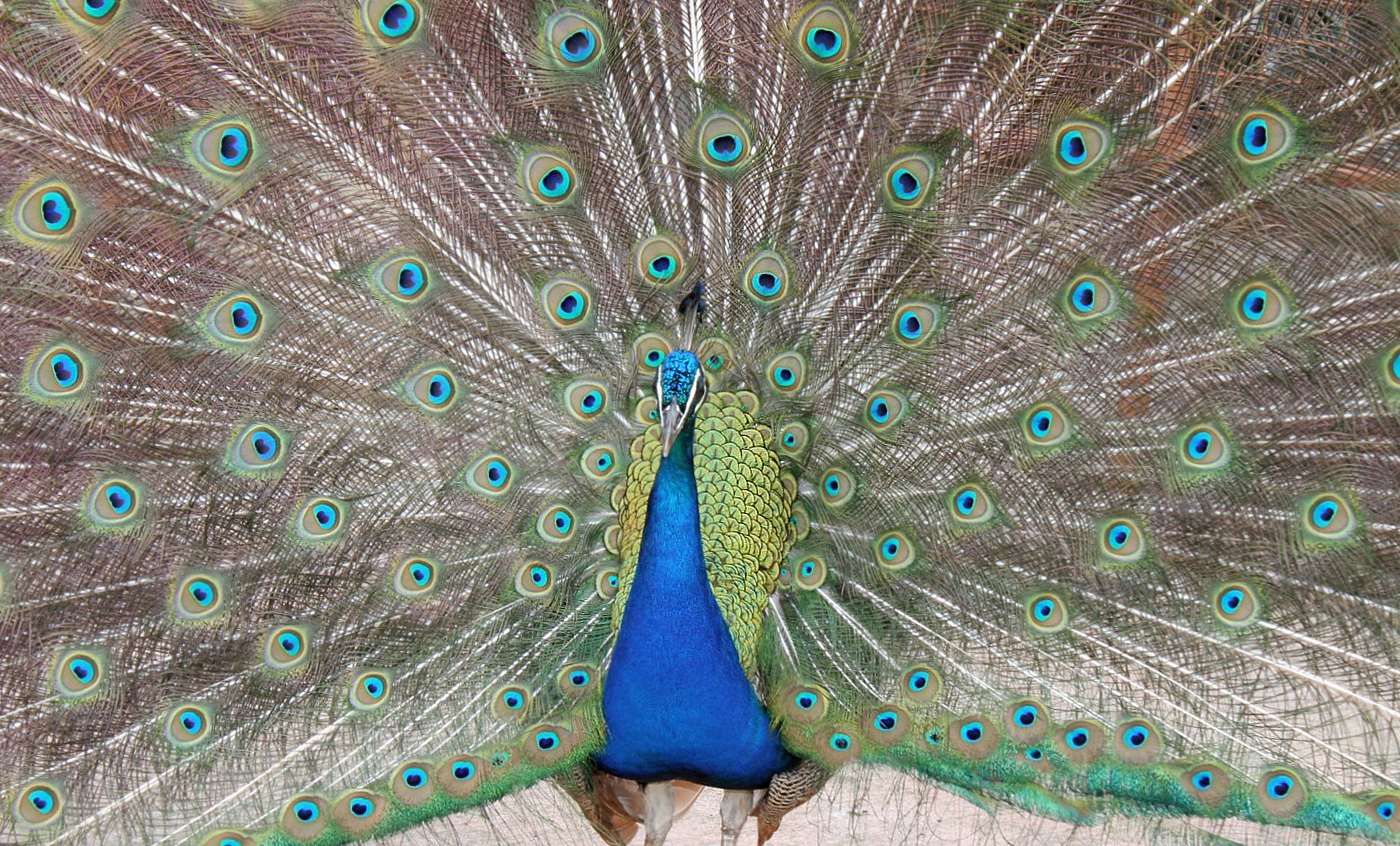 Indian peafowl