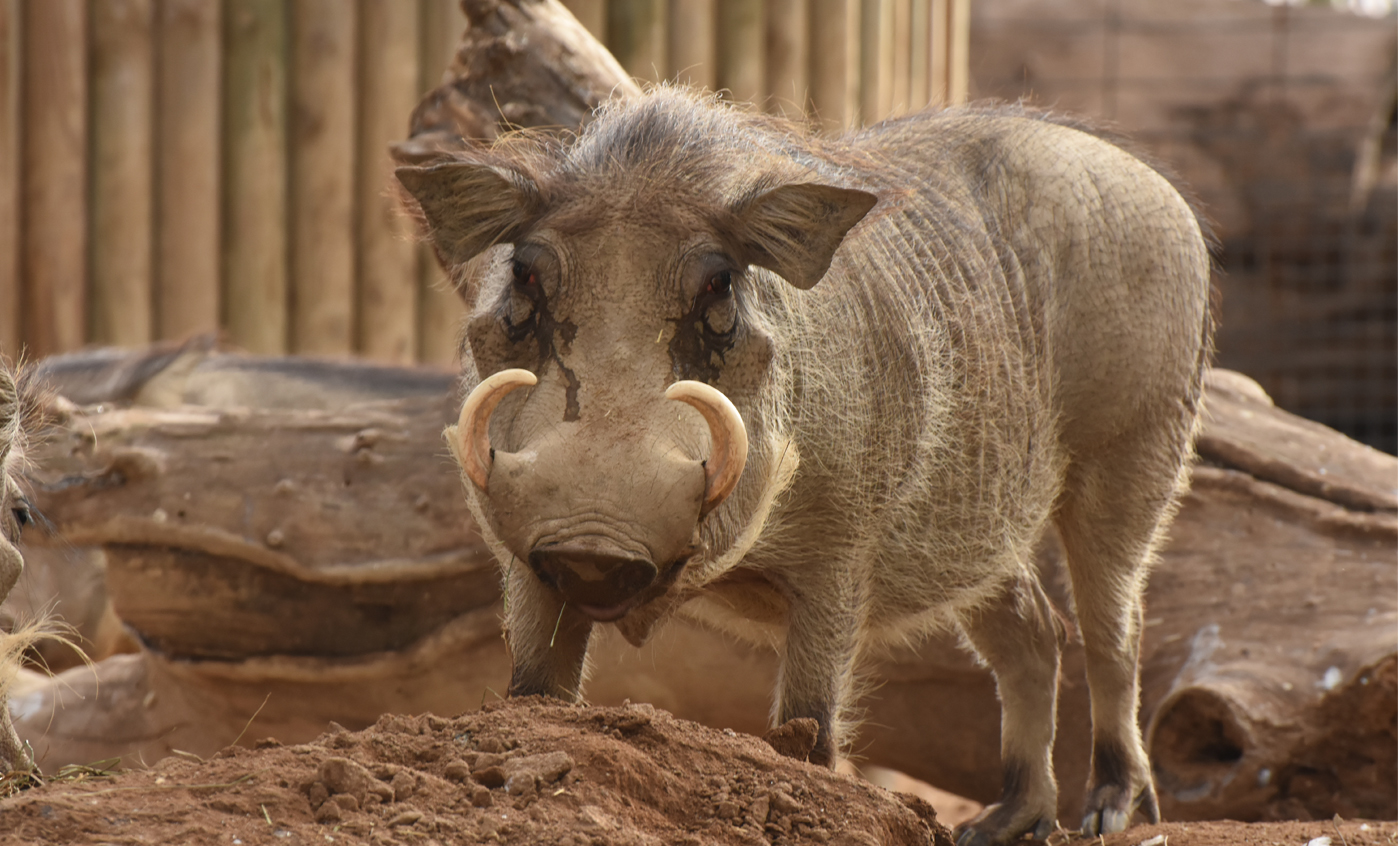 Warthog