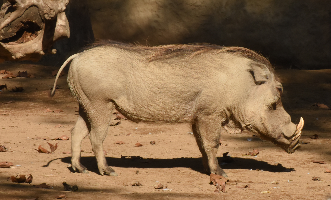 Warthog