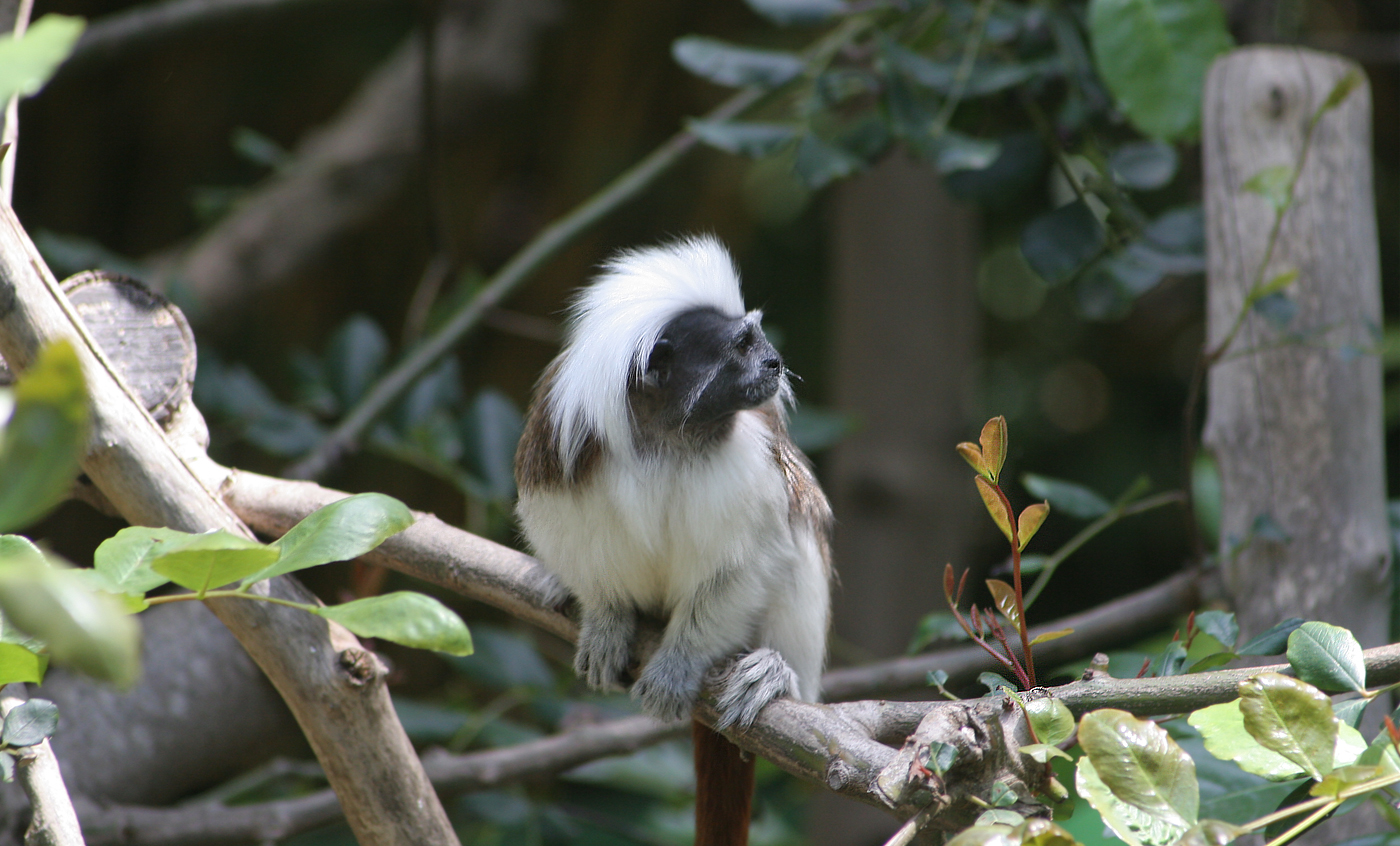 Tamarino de cabeza de algodón