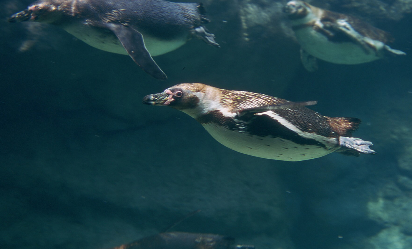 Humboldt penguin - Zoo Barcelona