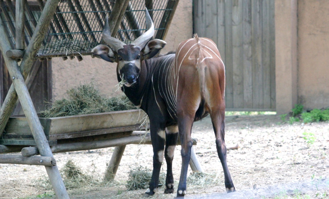 Bongo oriental