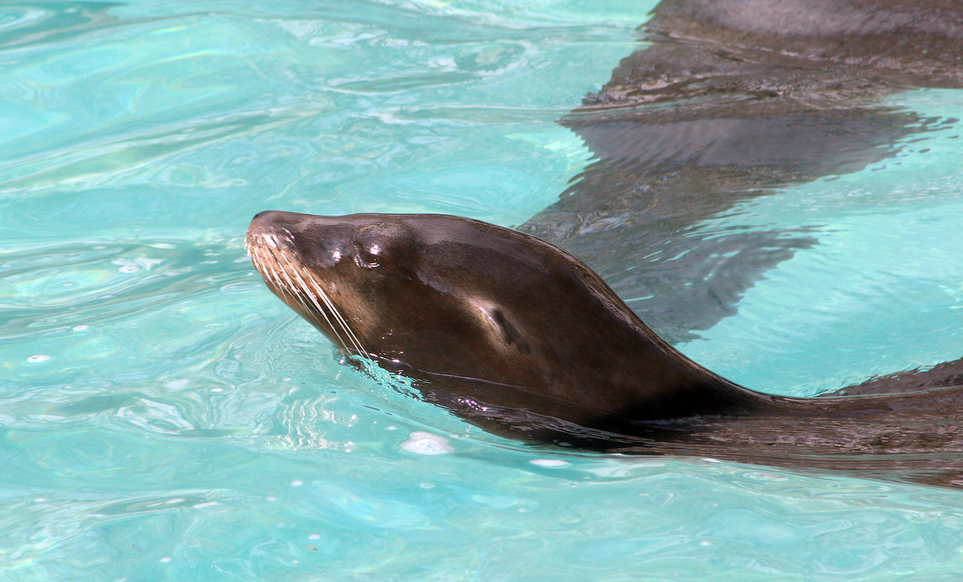 León marino de California - Zoo barcelona