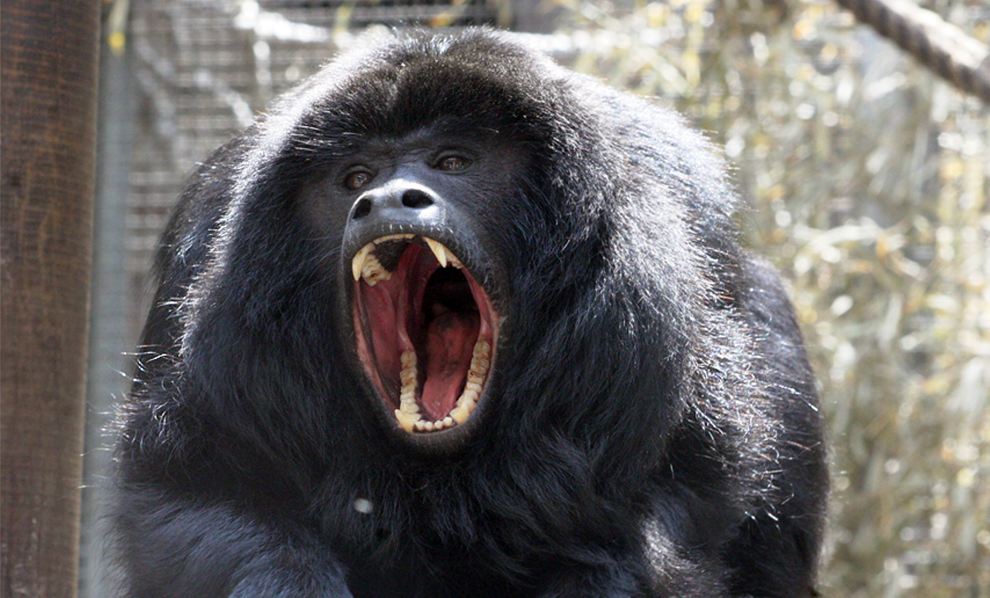 Directamente Categoría enfermedad Mono aullador negro | Zoo Barcelona