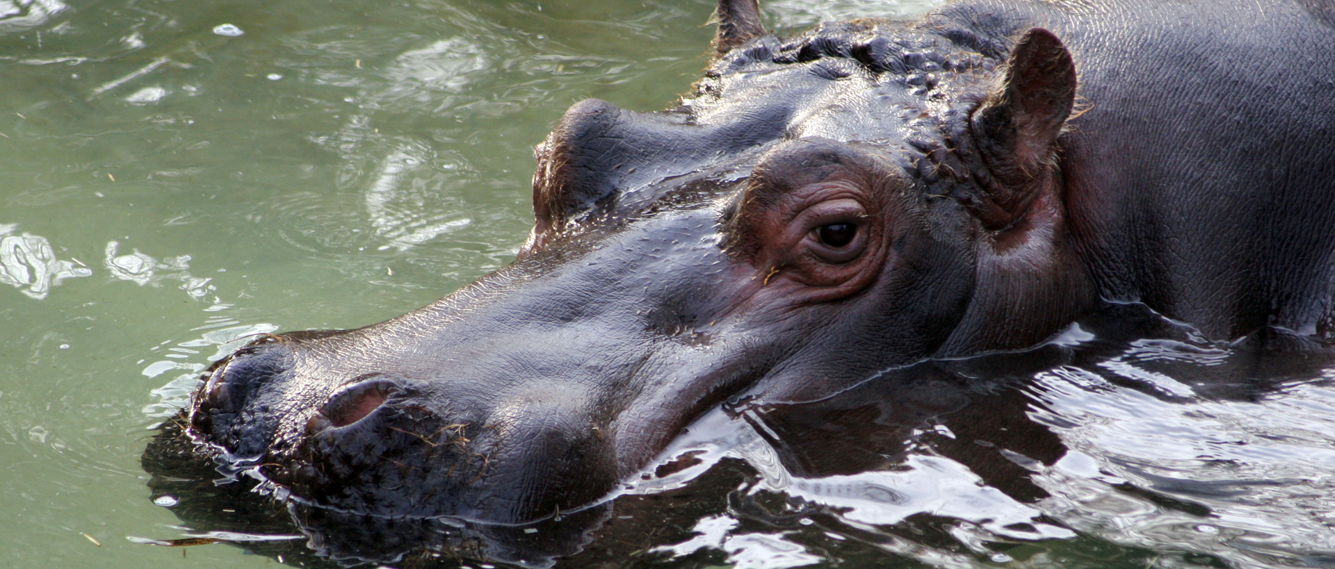 Hipopòtam comú