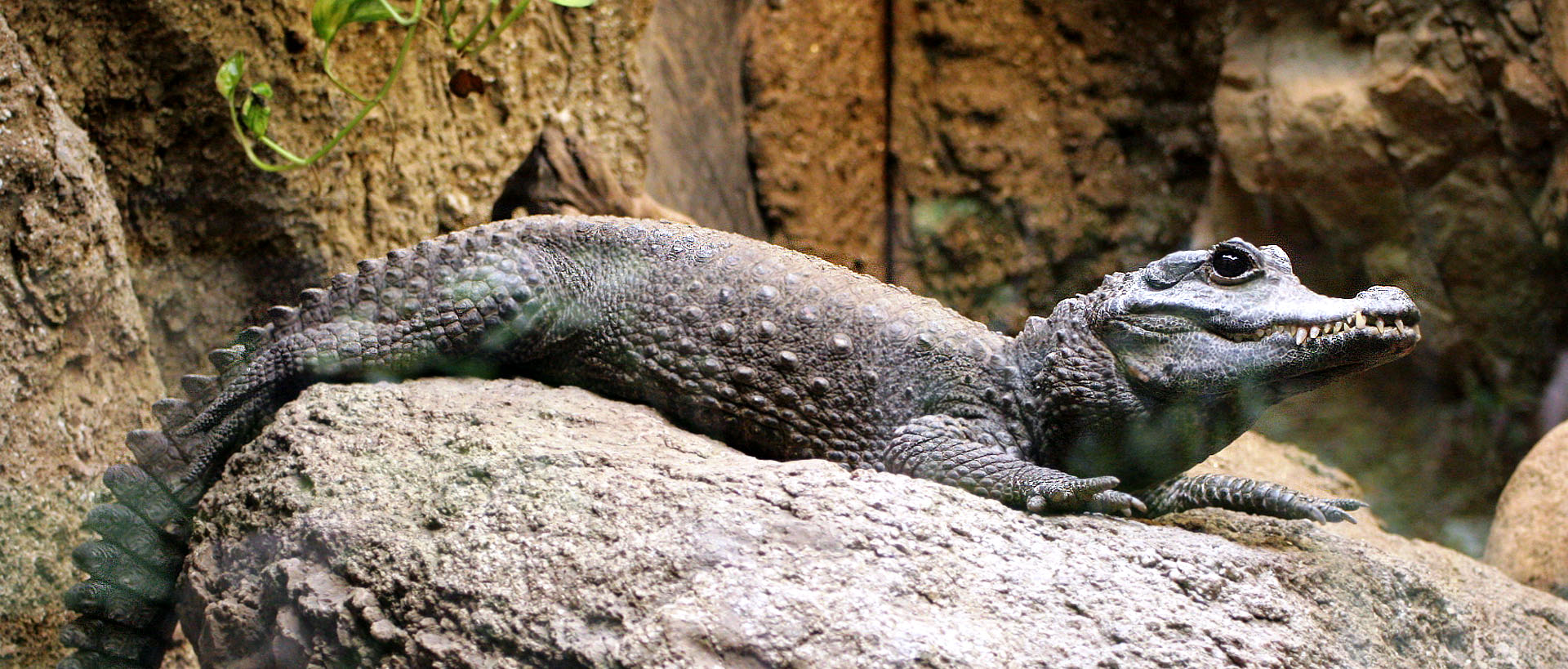 Cocodrilo enano africano | Zoo Barcelona