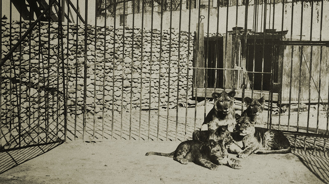 1931 - Zoo Barcelona