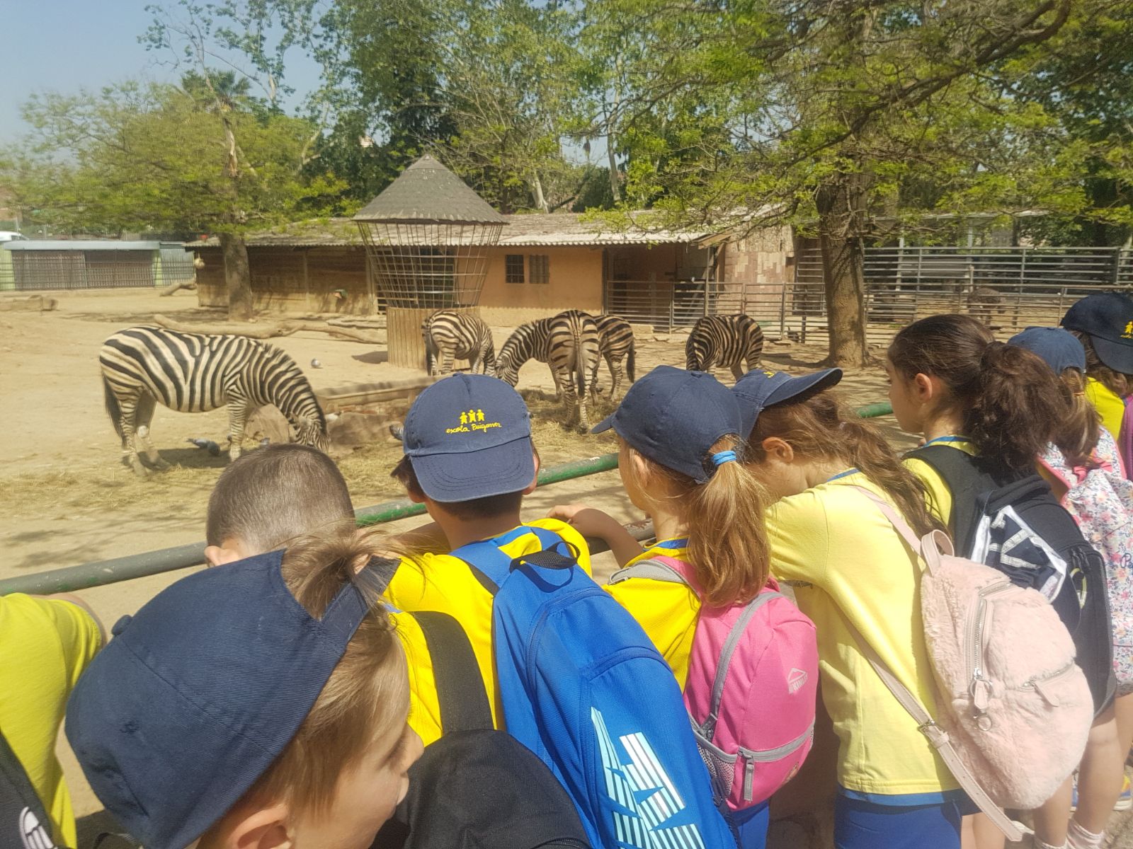Foto nens observant menjar a les zebres