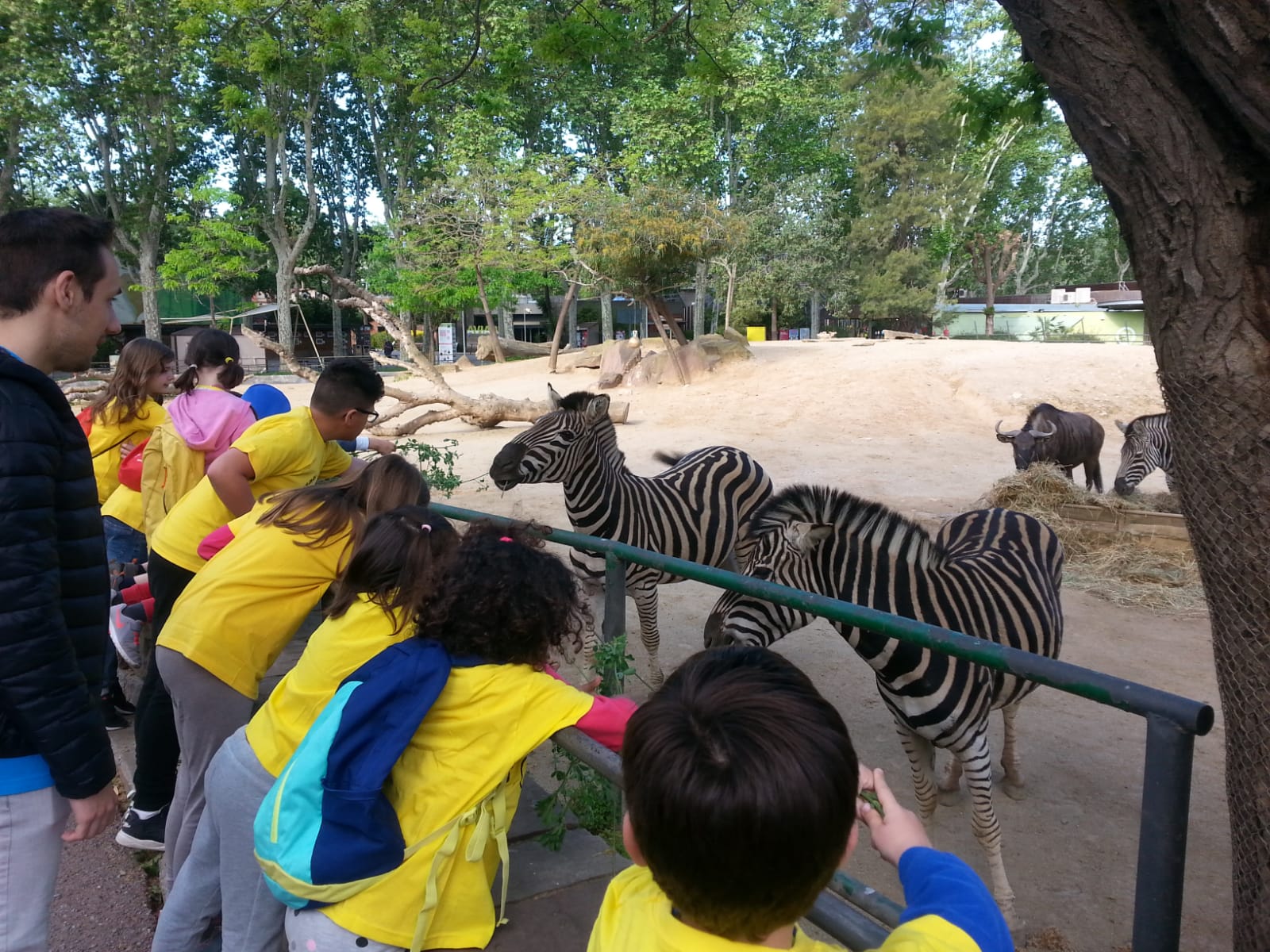 Dia de Zoo_ Viendo a las Cebras