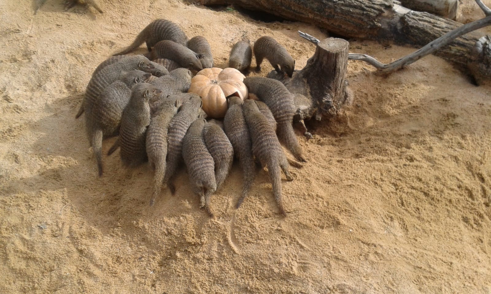 El grup de les mangostes buscant menjar dins la carbassa