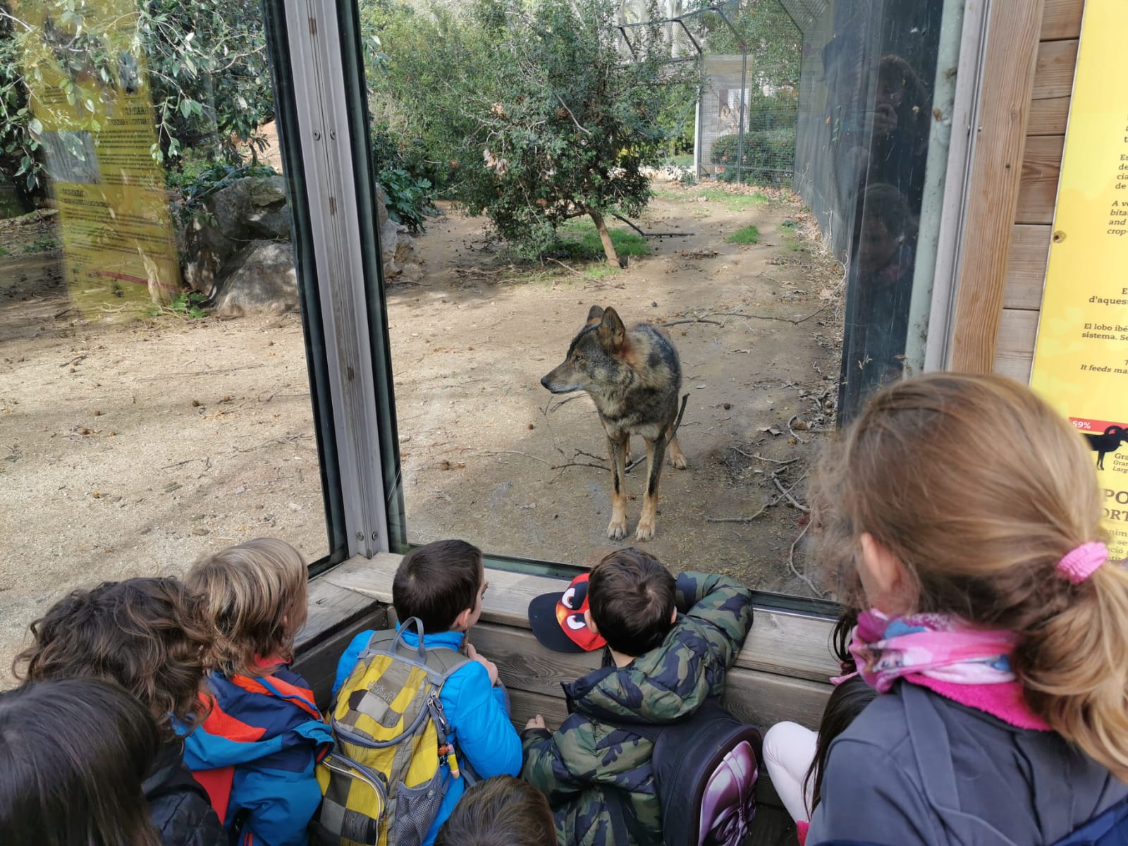 Can Dogs Join Wolf Packs