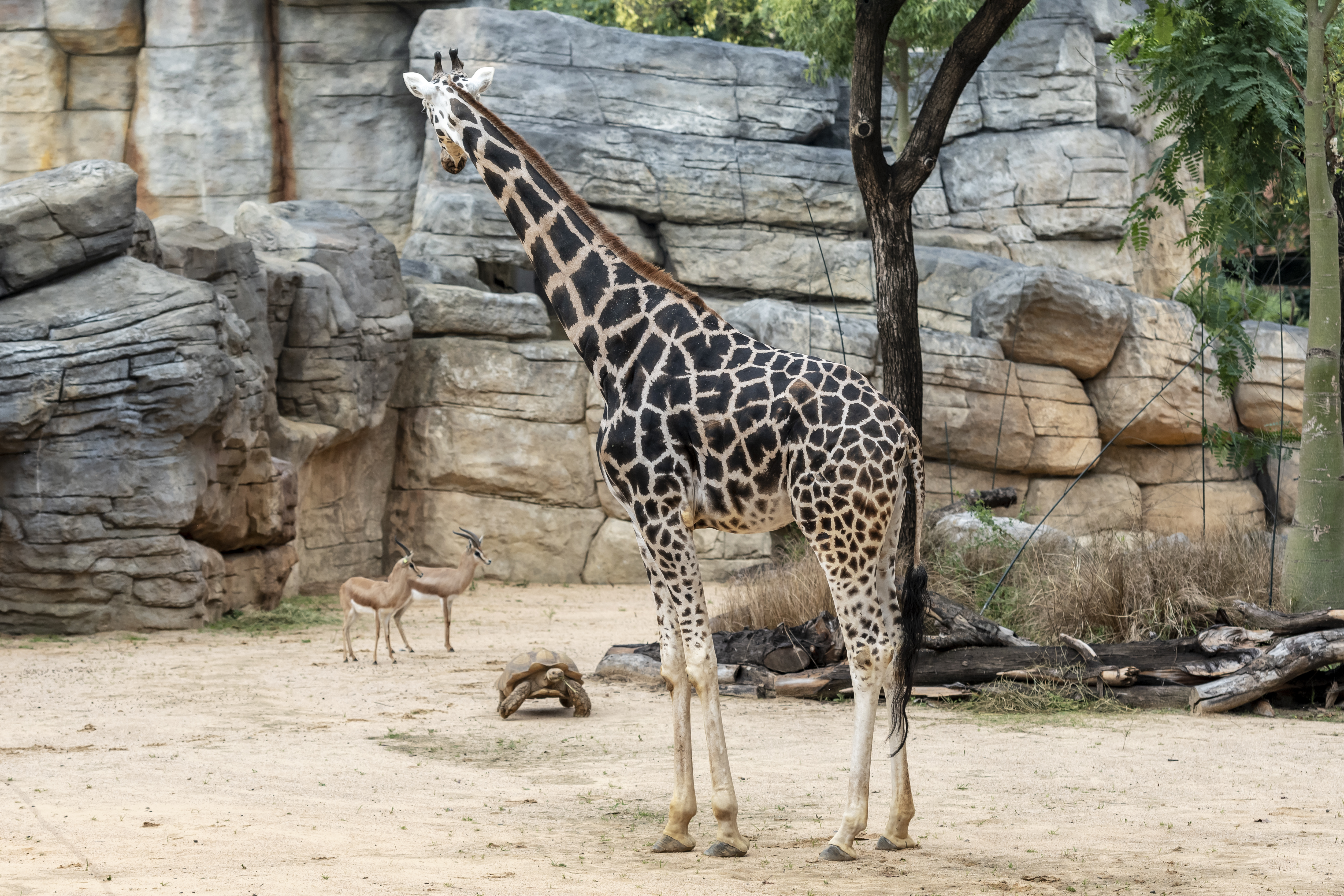 Espai Sabana-Sahel Zoo Barcelona