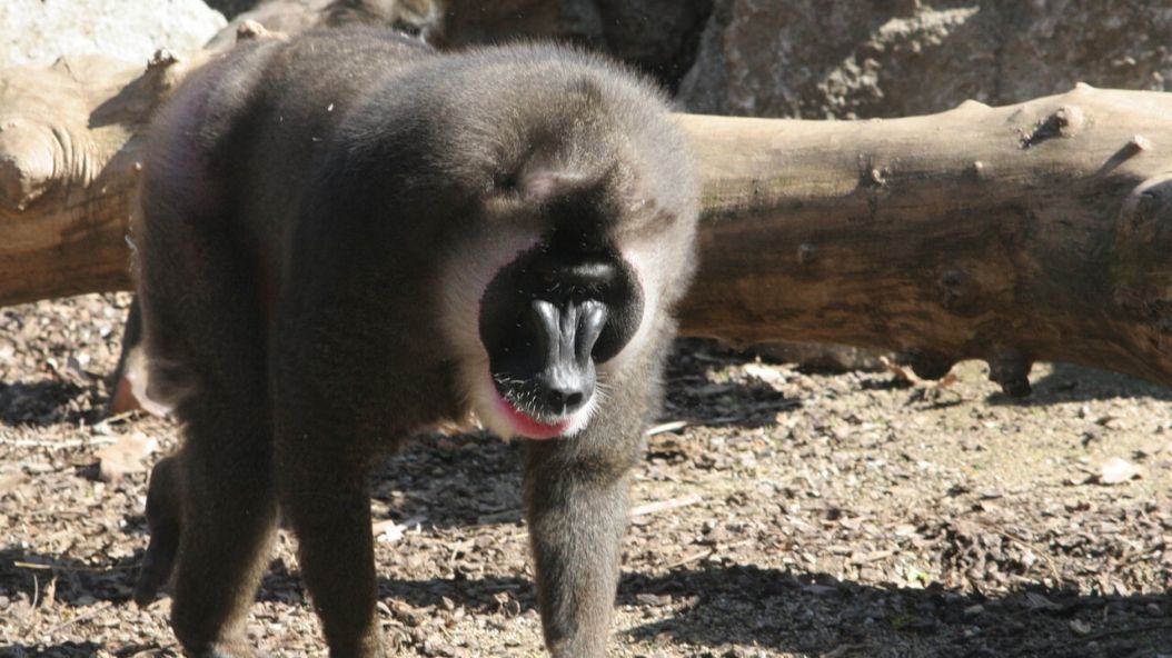 zoo barcelona