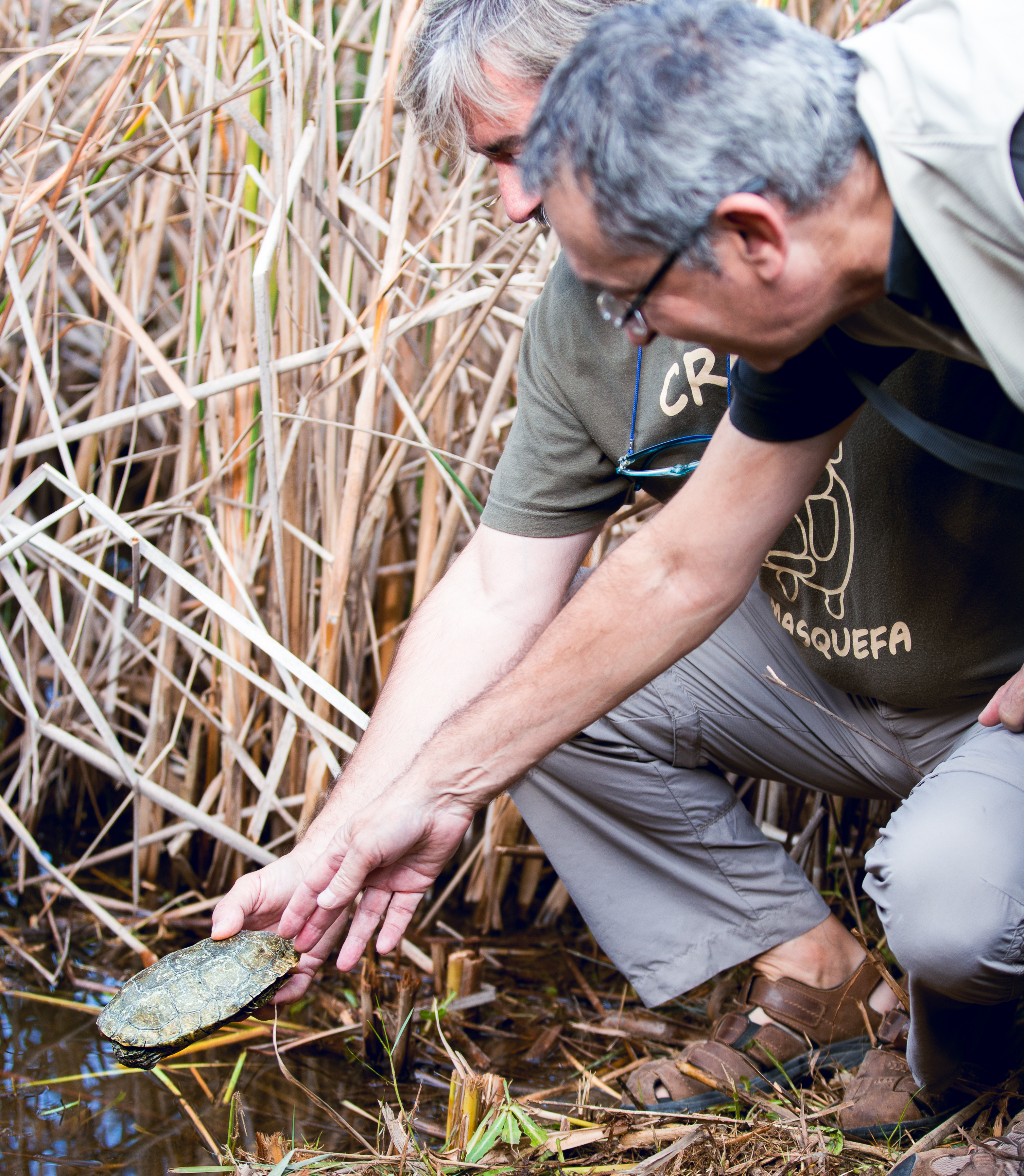 Alliberament de tortugues de rierol al Delta del Llobregat