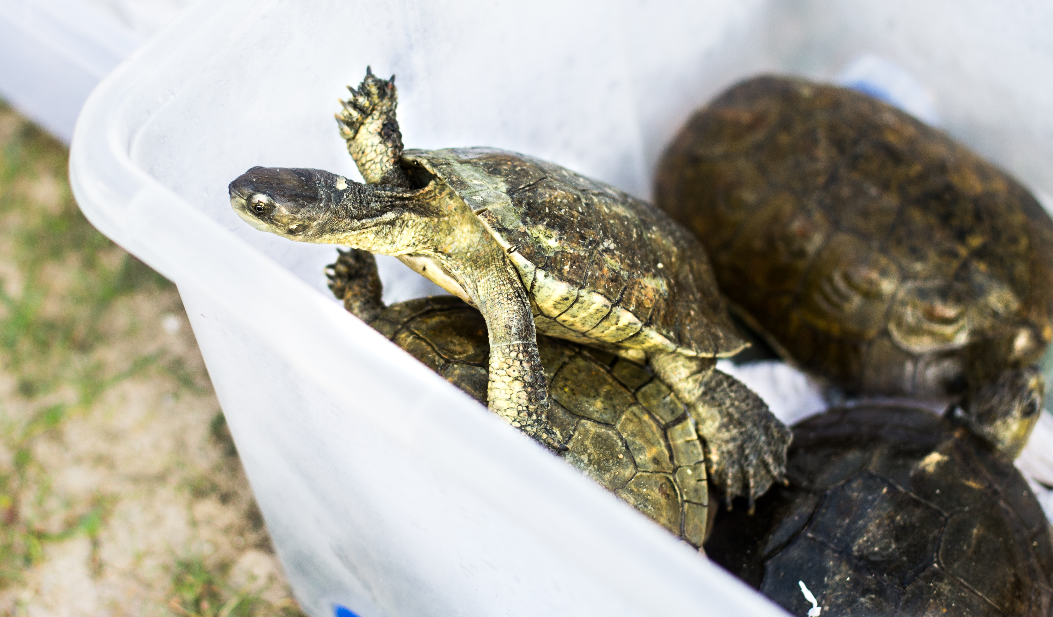 Alliberament de tortugues de rierol al Delta del Llobregat