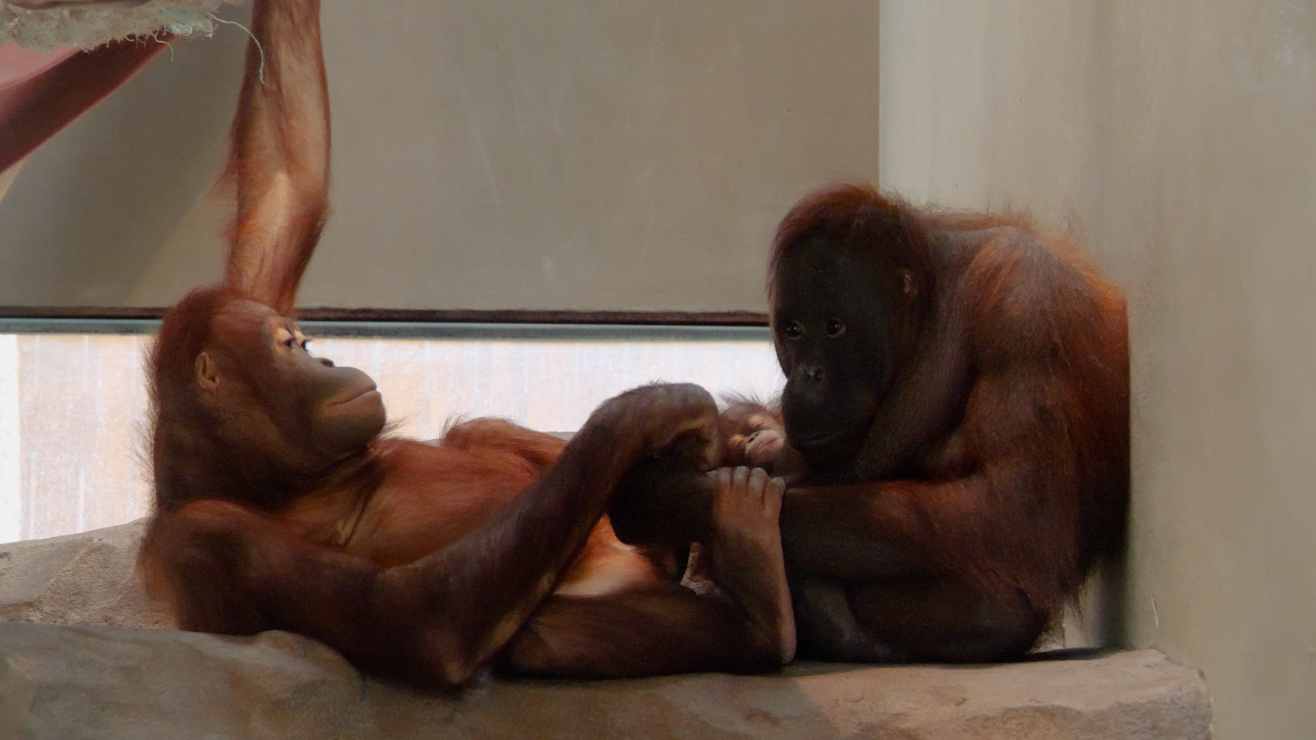 Orangutans Zoo BArcelona