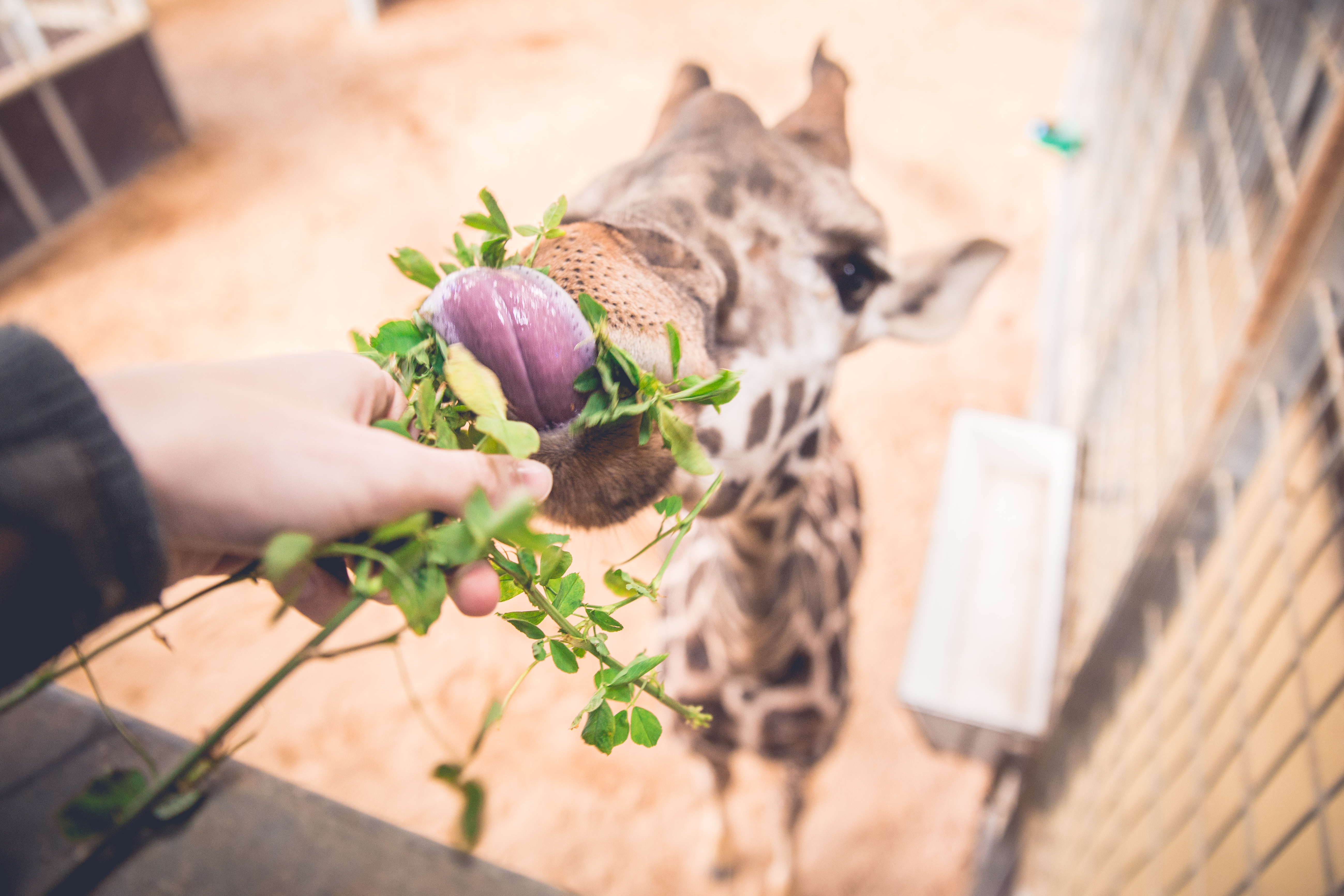 Girafa de Rothschild Zoo de Barcelona