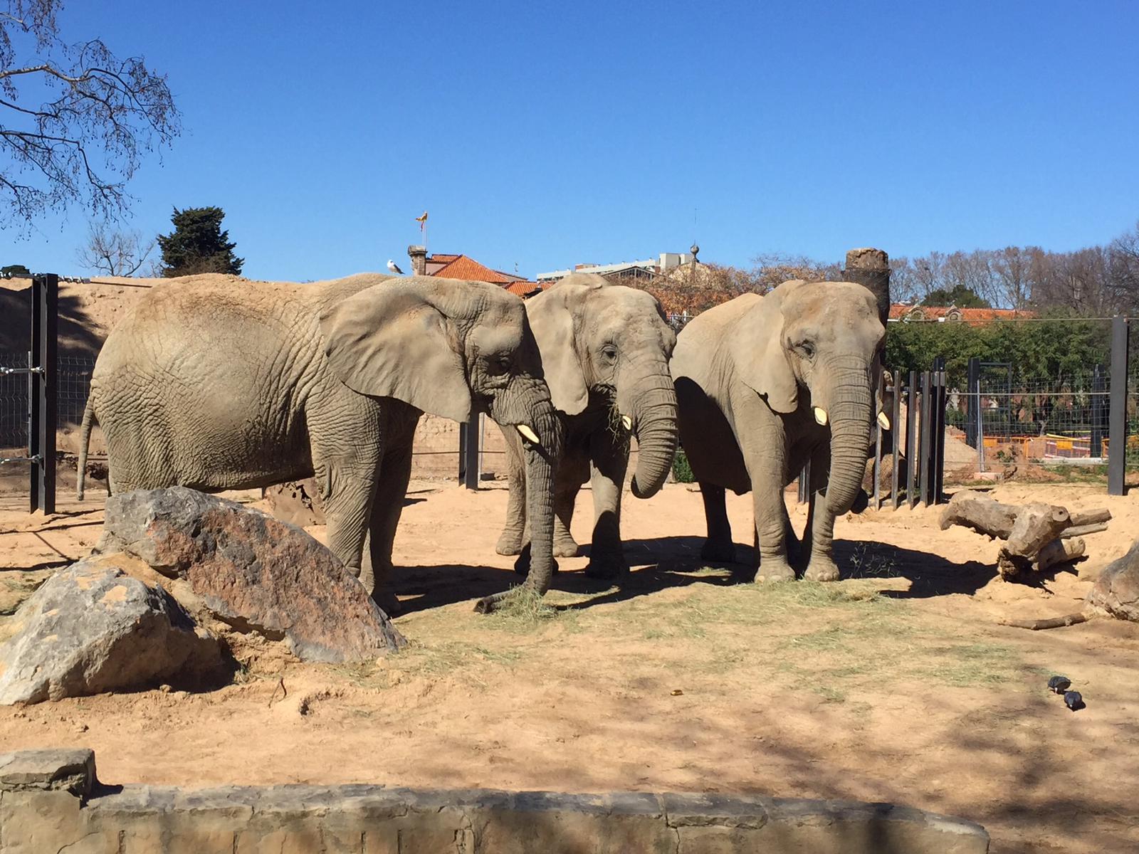 Yoyo, Bully i Susi, elefantes africanes Zoo Barcelona