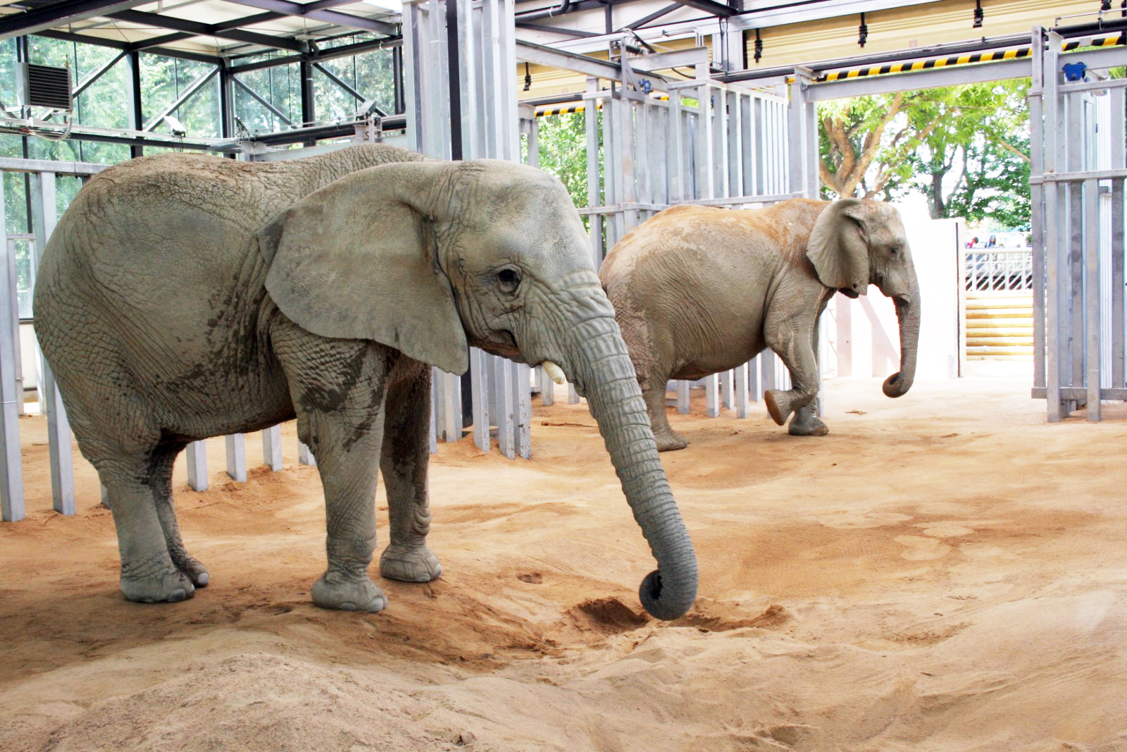 Instal·lació interior d'elefants al Zoo de Barcelona