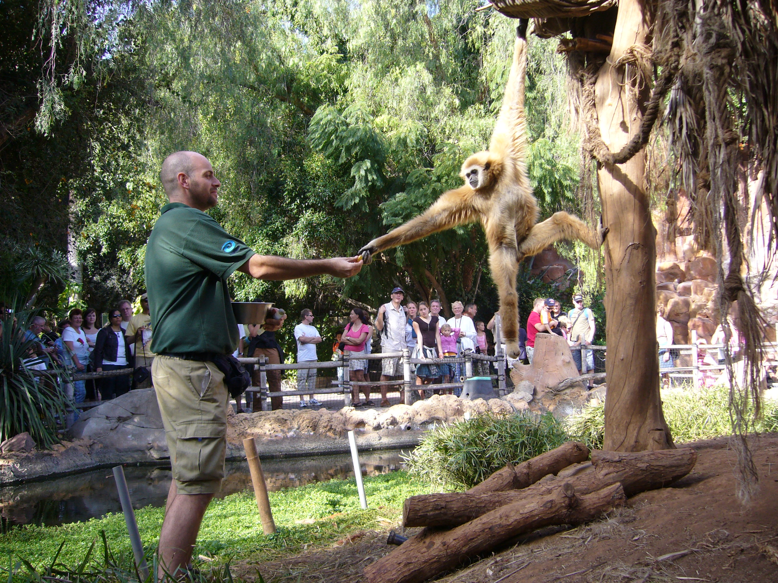 Raúl Cabrera, cuidador de primats Zoo de Barcelona