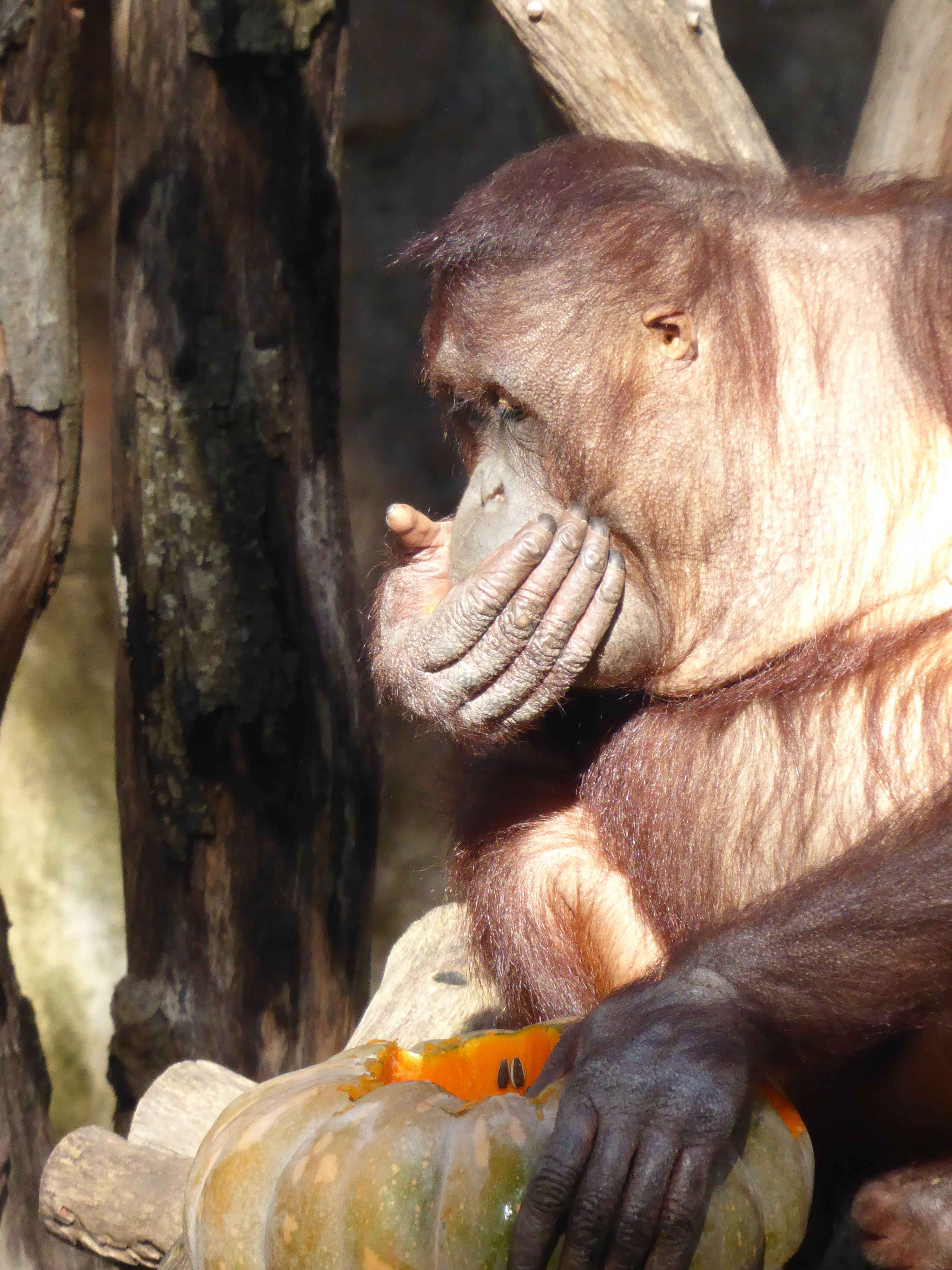 orangutants