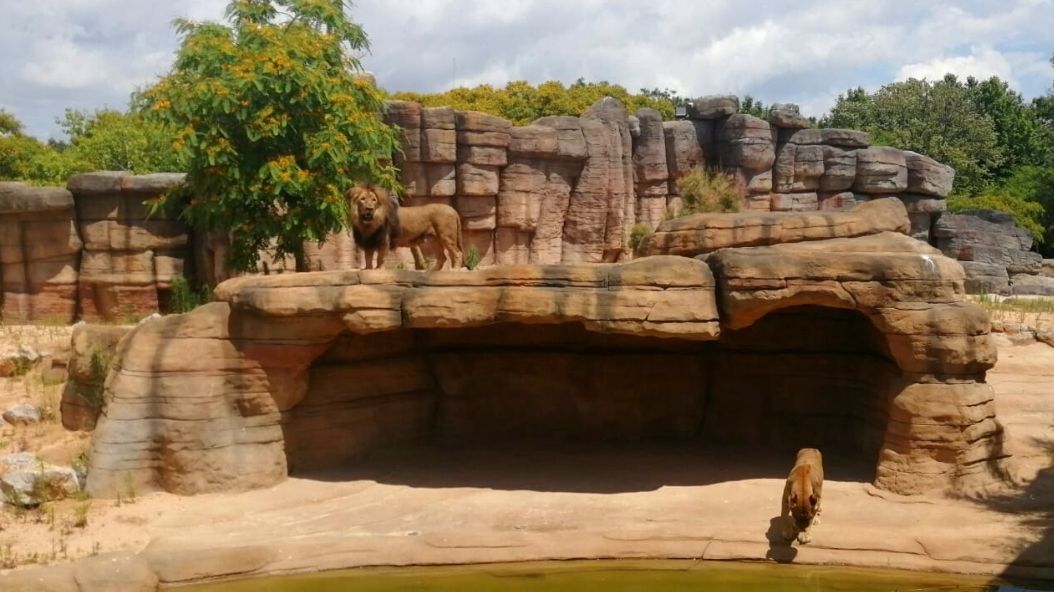 Los leones Zoo estrenan casa! |