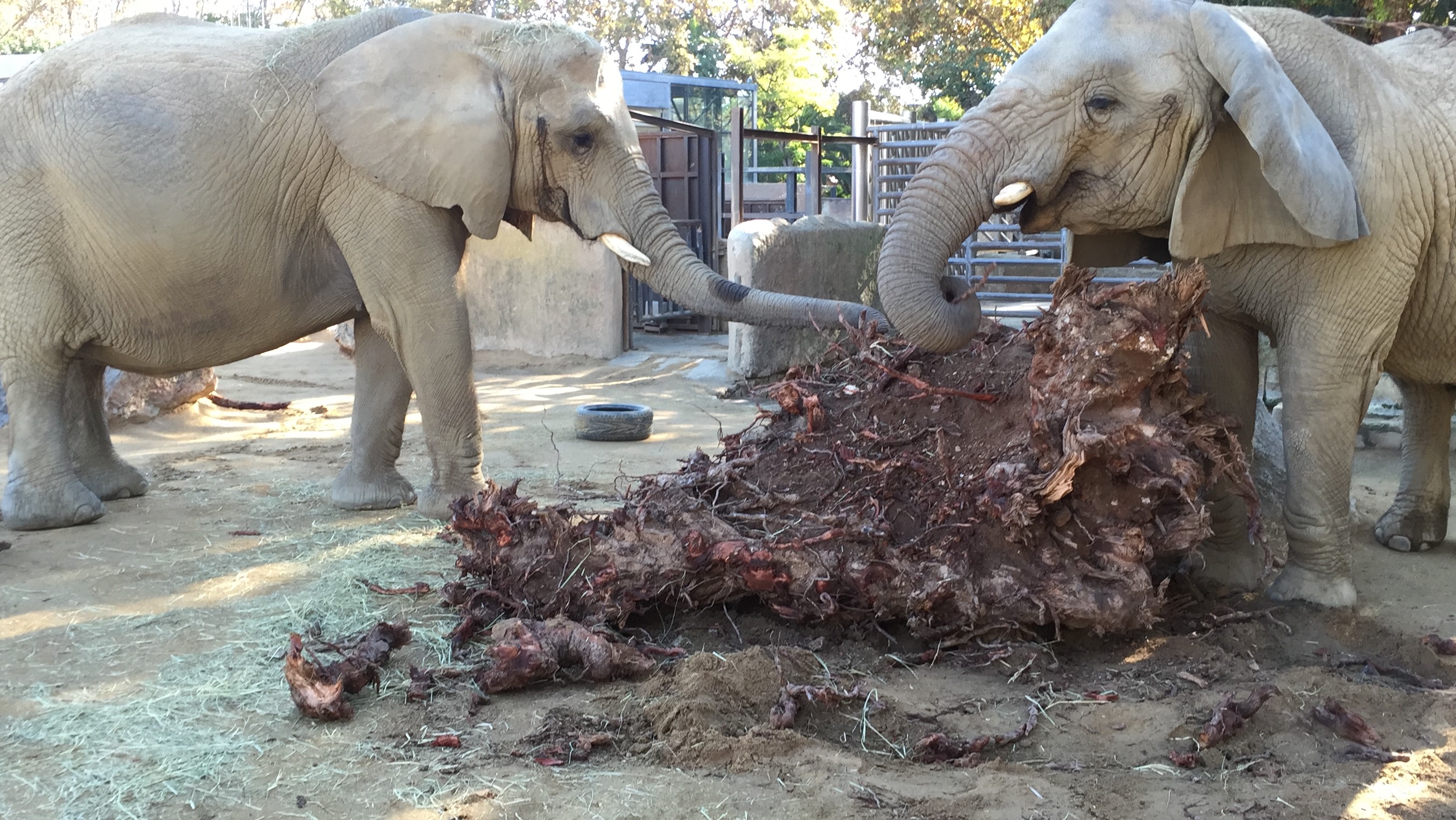 Susi i Yoyo, elefantes del Zoo Bcn