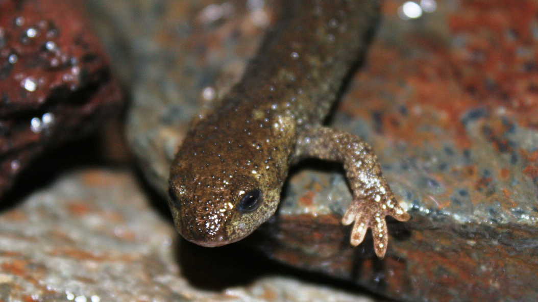 Tritó del Montseny