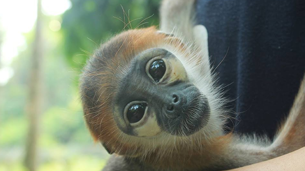 Rescue center EPRC Vietnam