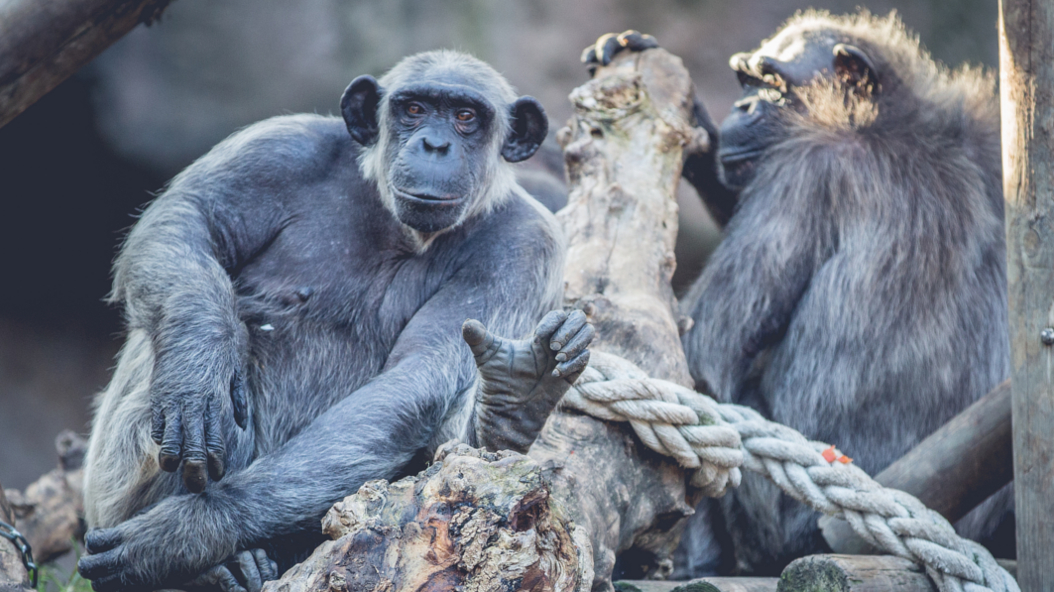 Ximpanzés Zoo de Barcelona