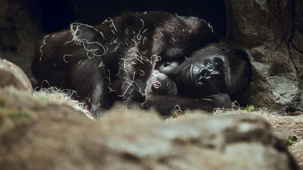 Goril·la Zoo Barcelona
