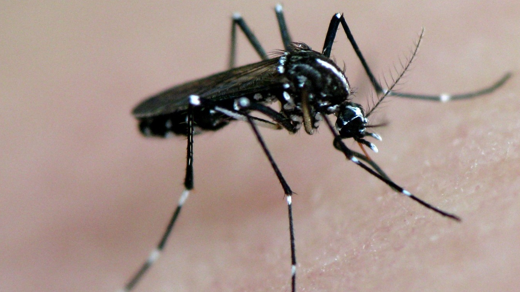 Tiger mosquito