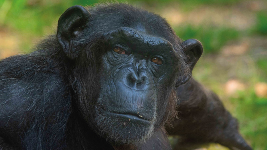 Dia Mundial del Ximpanzé