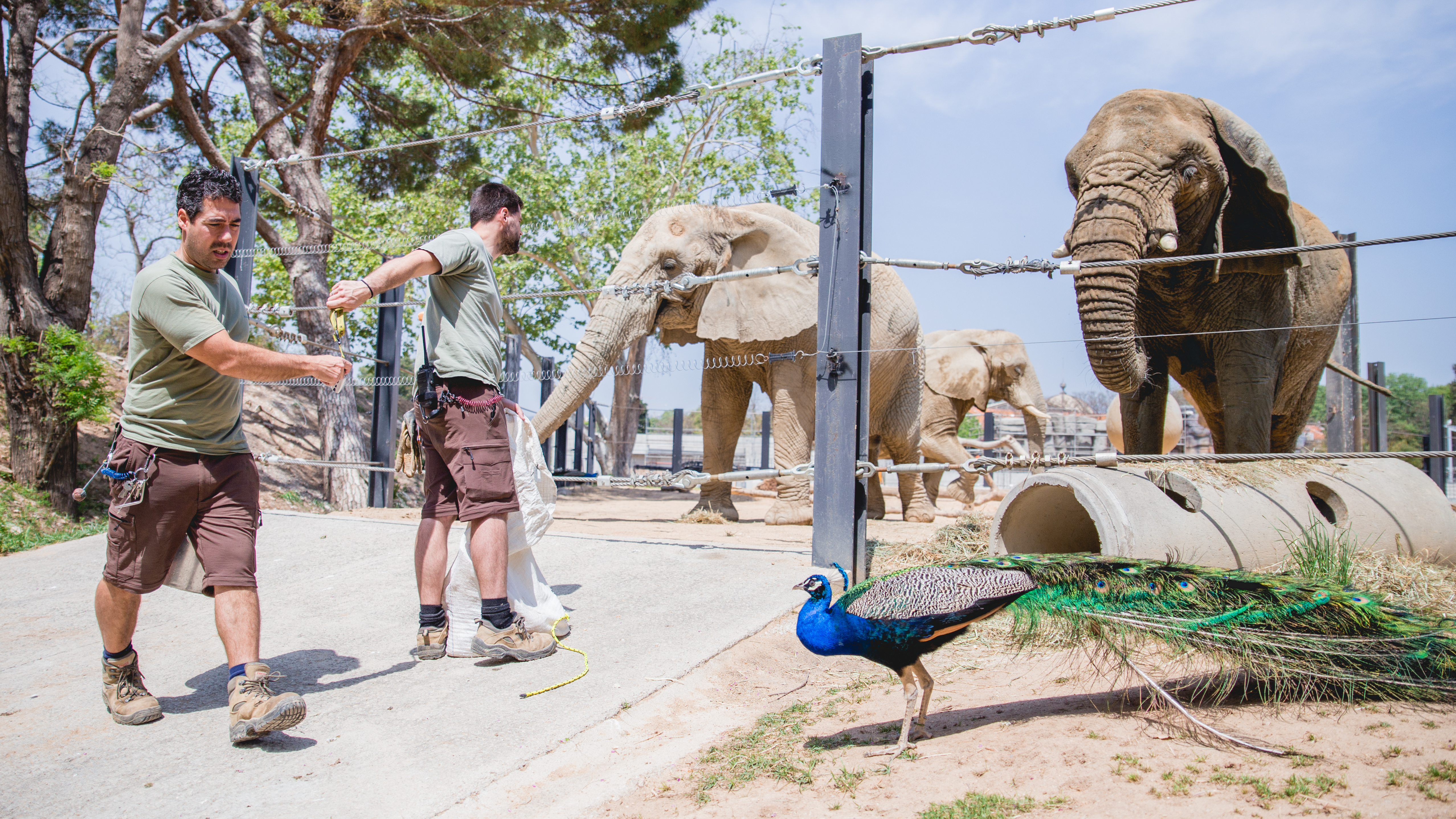 Elefantas africanas en el Zoo de Barcelona