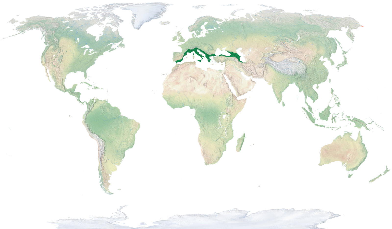 European Nettle Tree