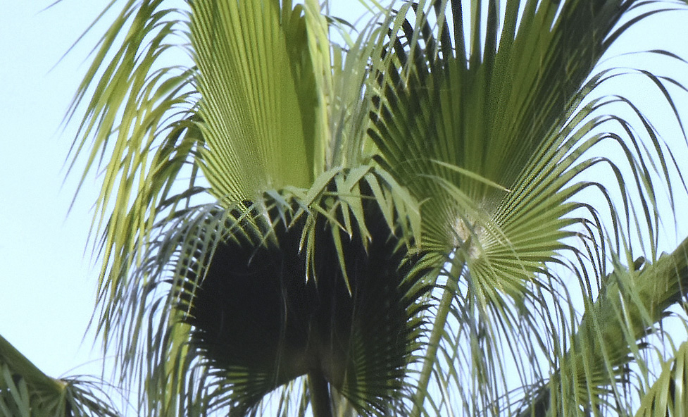 Desert fan palm